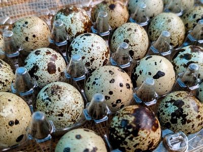 Quail Eggs
