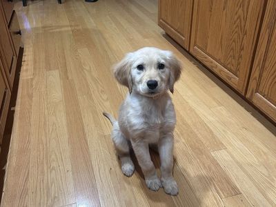 12 Week Old Golden Retriever Puppy