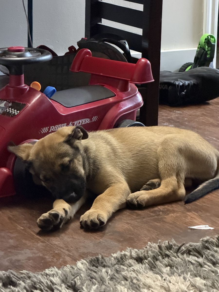 Male Malinois/Pitsky Mix Puppy– Ready for Their Forever Homes (lighter brown boy available)