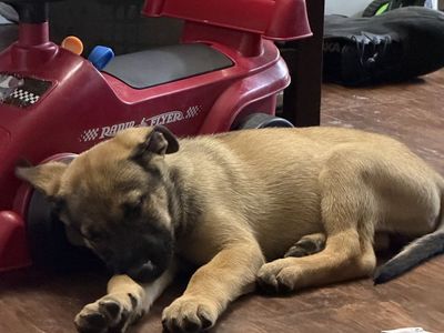Male Malinois/Pitsky Mix Puppy– Ready for Their Forever Homes (lighter brown boy available)