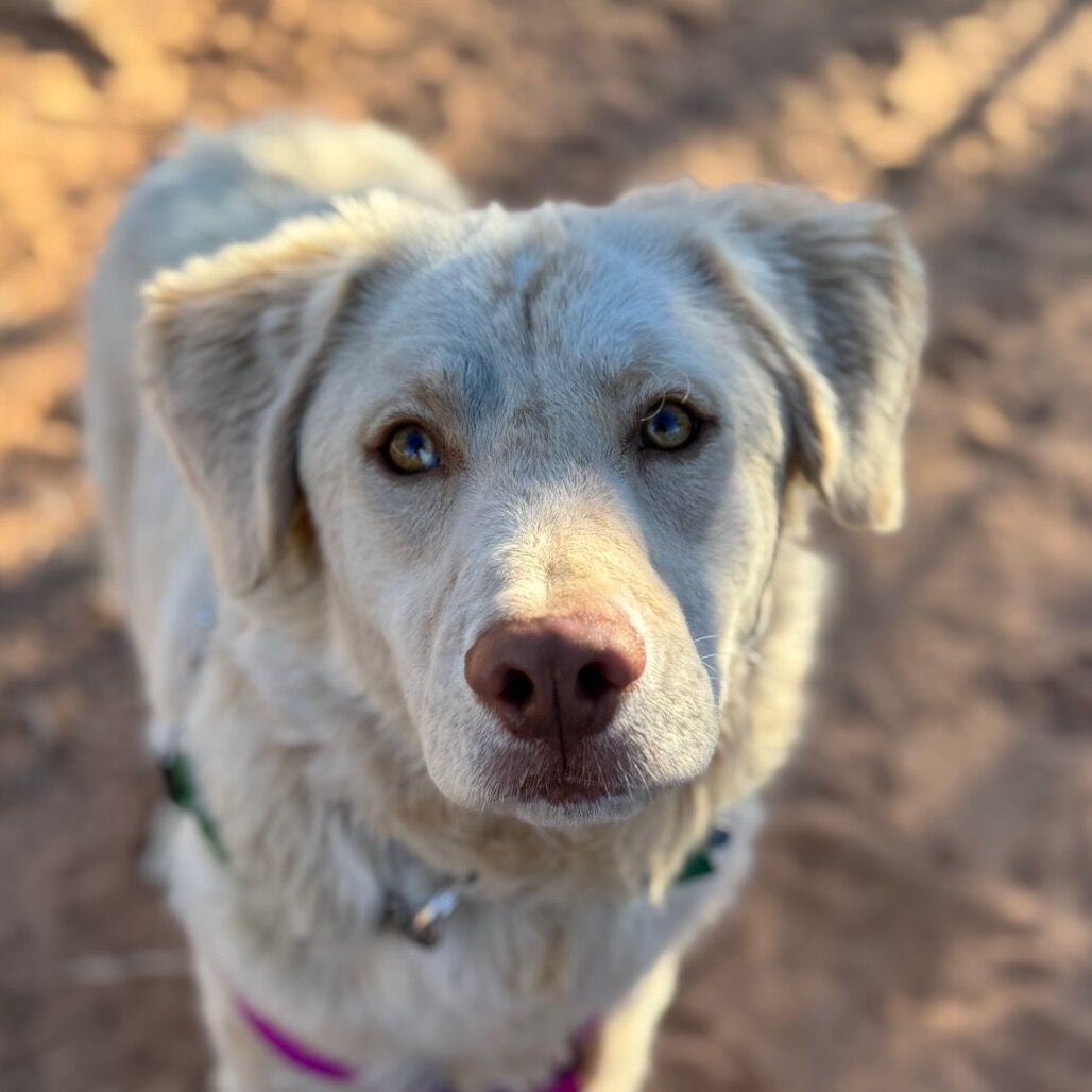 Hello my name is Honeydew