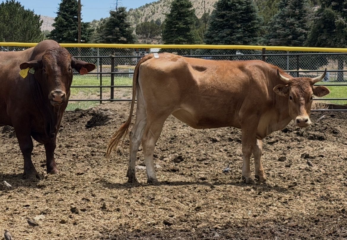 2-Year-Old Jersey x Limousin Bred Heifer