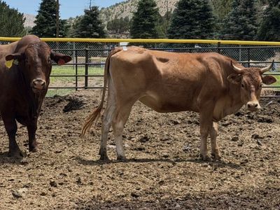 2-Year-Old Jersey x Limousin Bred Heifer