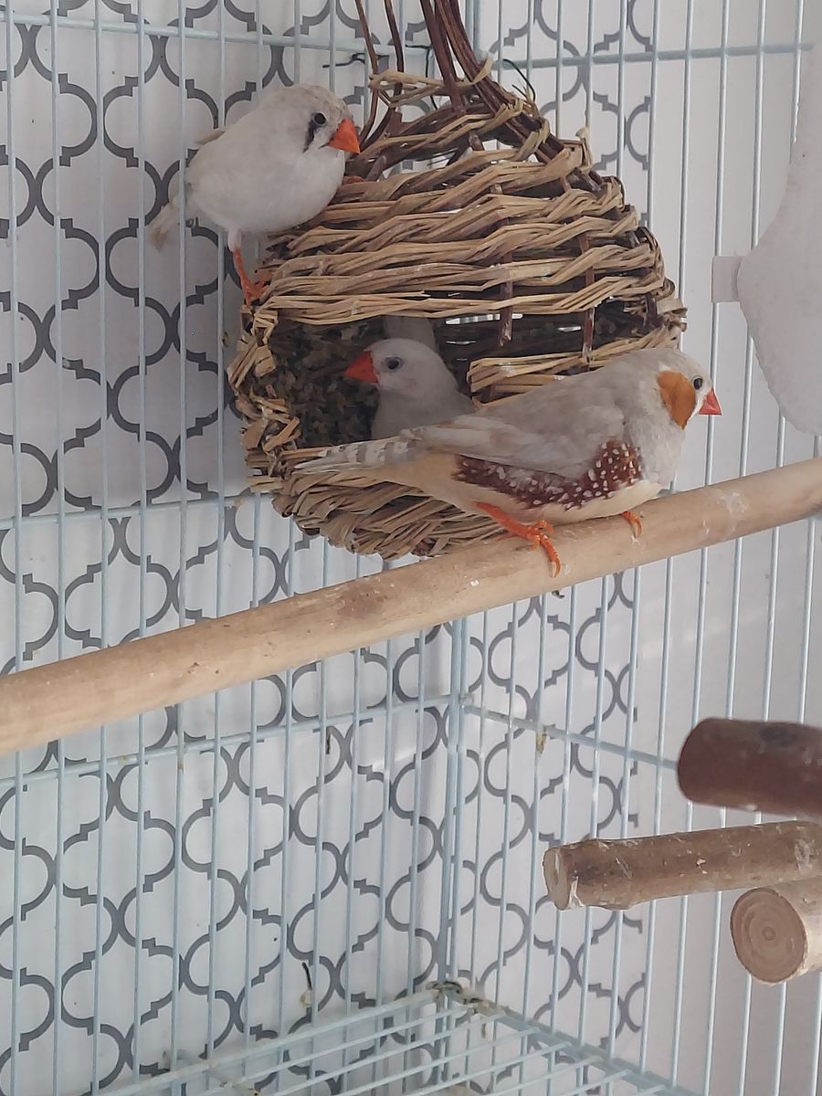 3 Zebra Finches