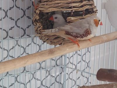 3 Zebra Finches