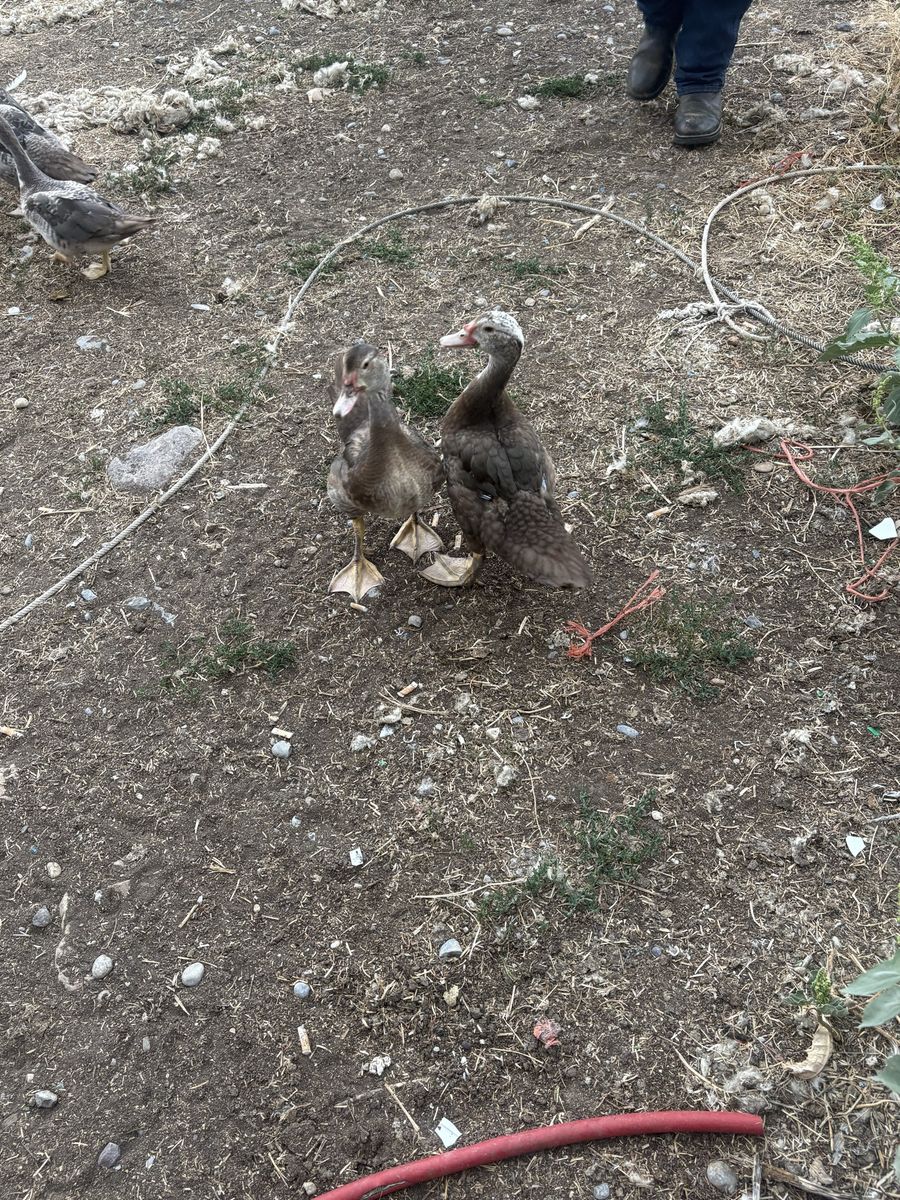 muscovy ducks 