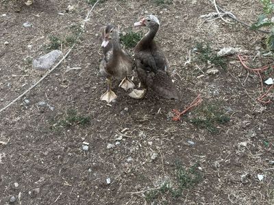 muscovy ducks