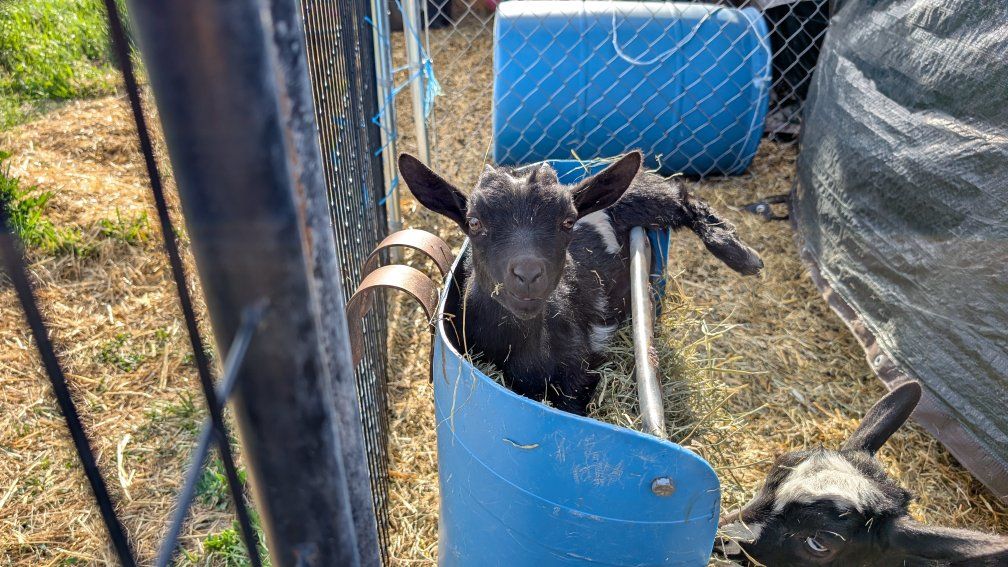 Nigerian dwarf doeling
