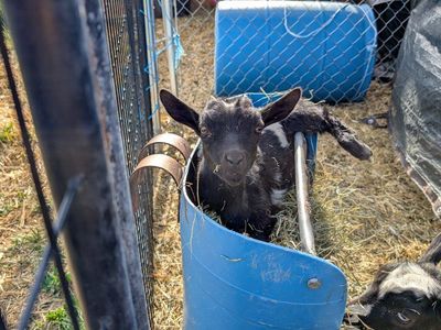 Nigerian dwarf doeling