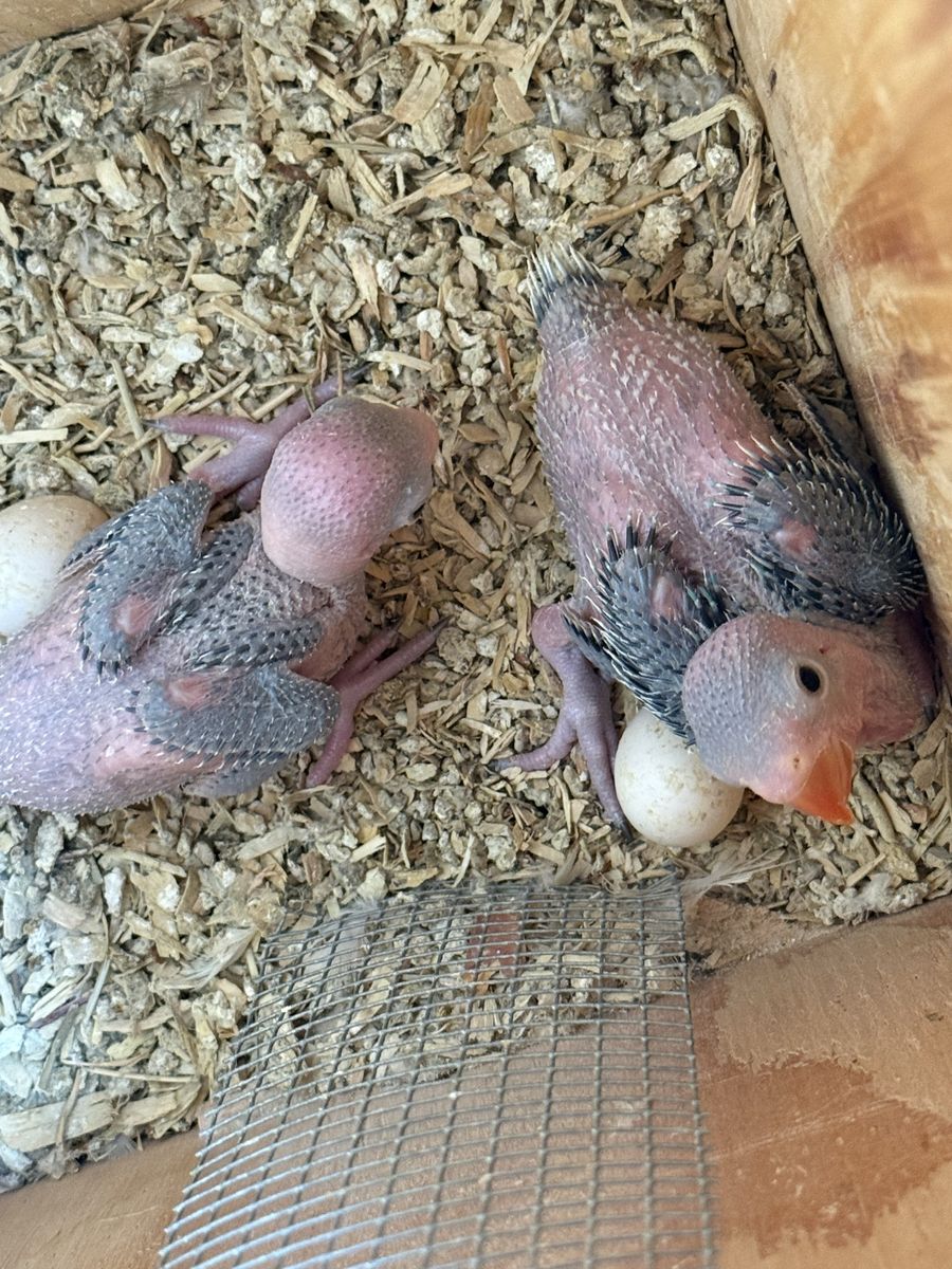 Ringnecks