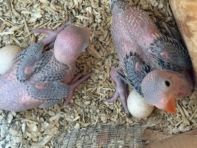 Ringnecks
