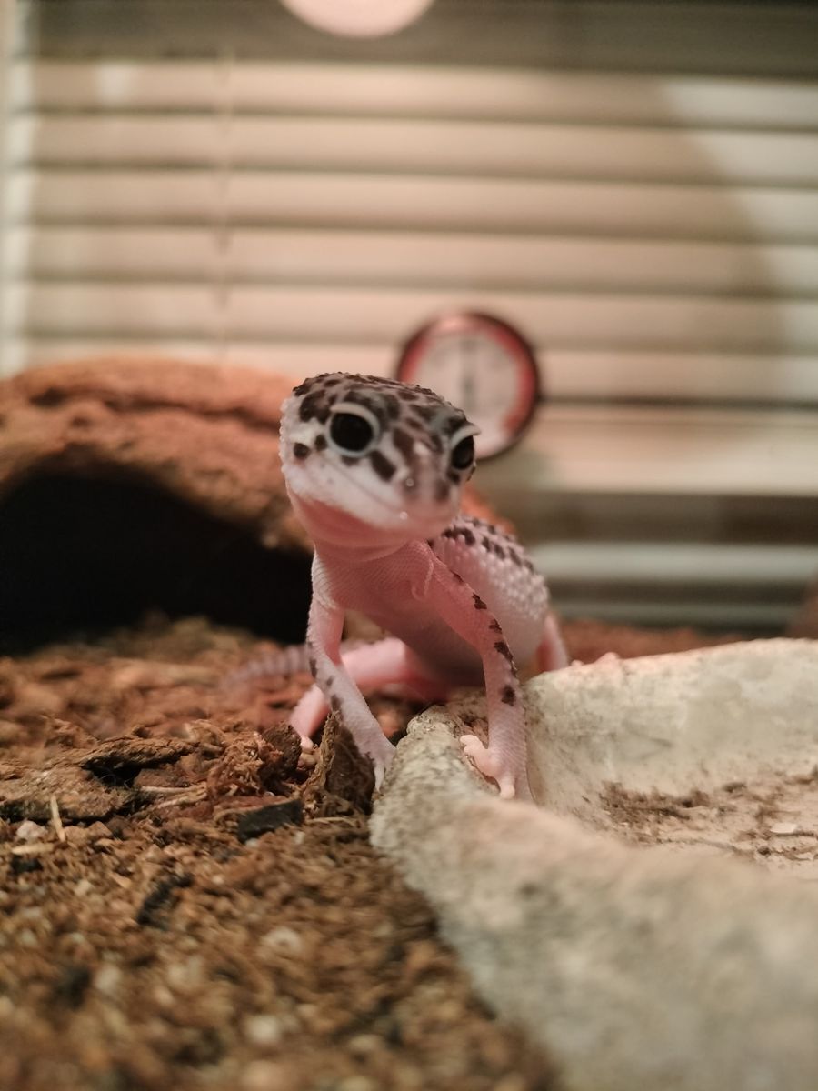 Female Super Mack snow leopard gecko