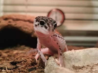 Female Super Mack snow leopard gecko