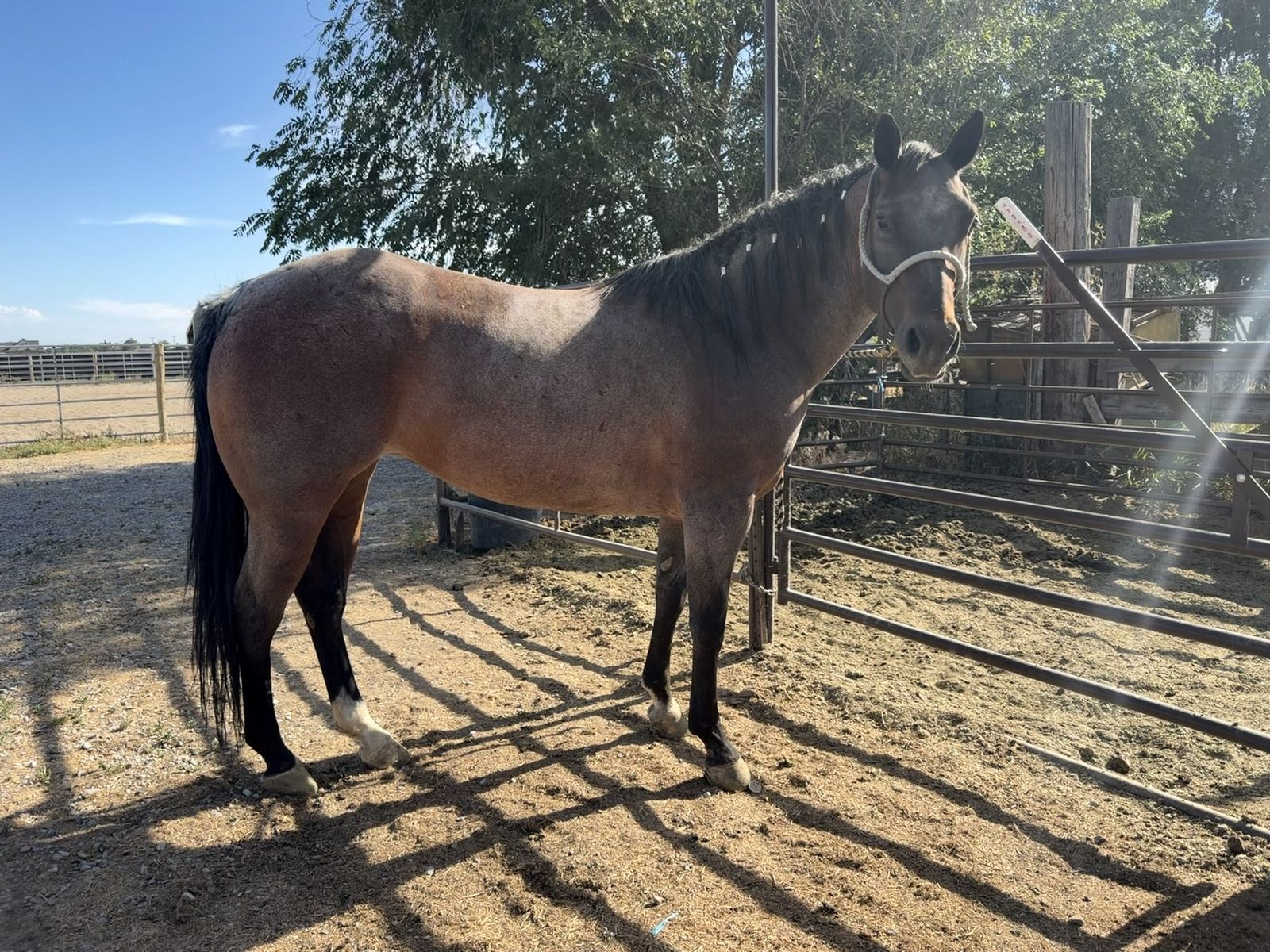 All around rope horse
