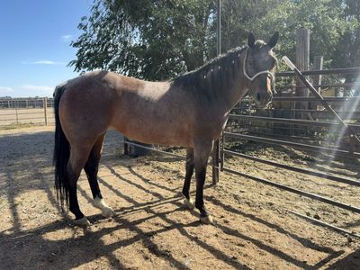 All around rope horse