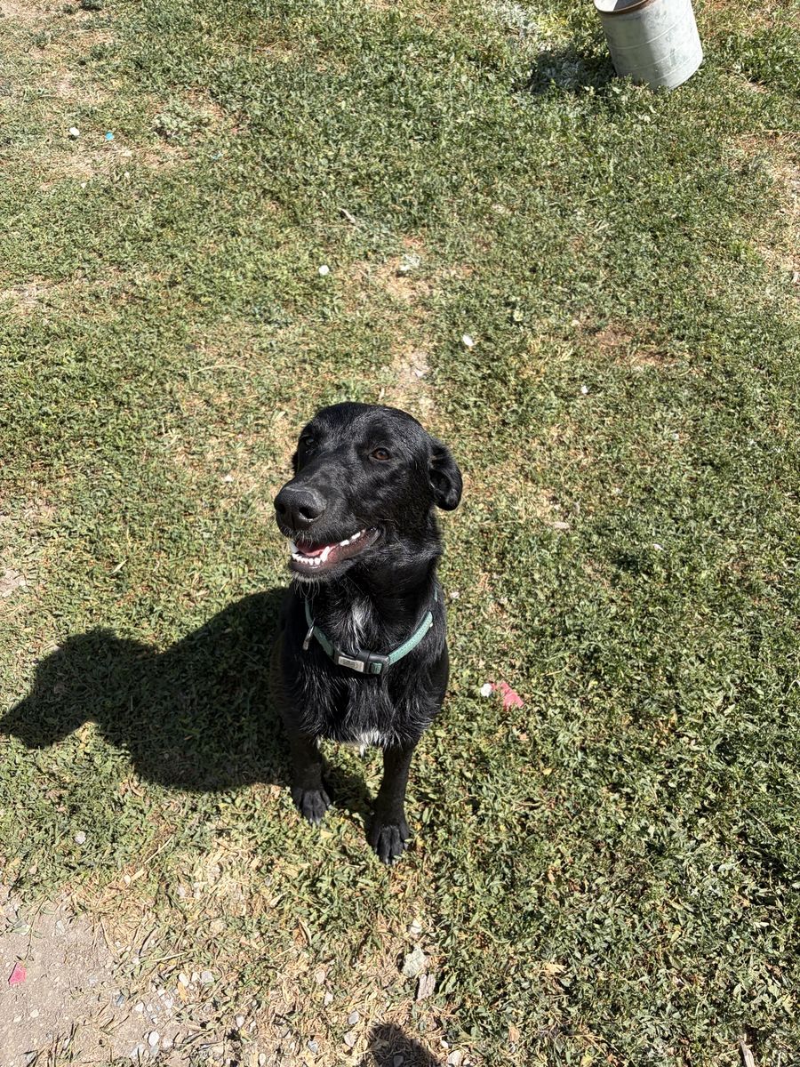 Rehoming Lab Mix