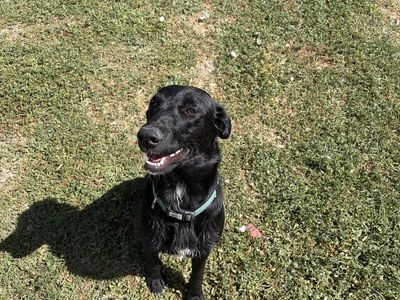 Rehoming Lab Mix