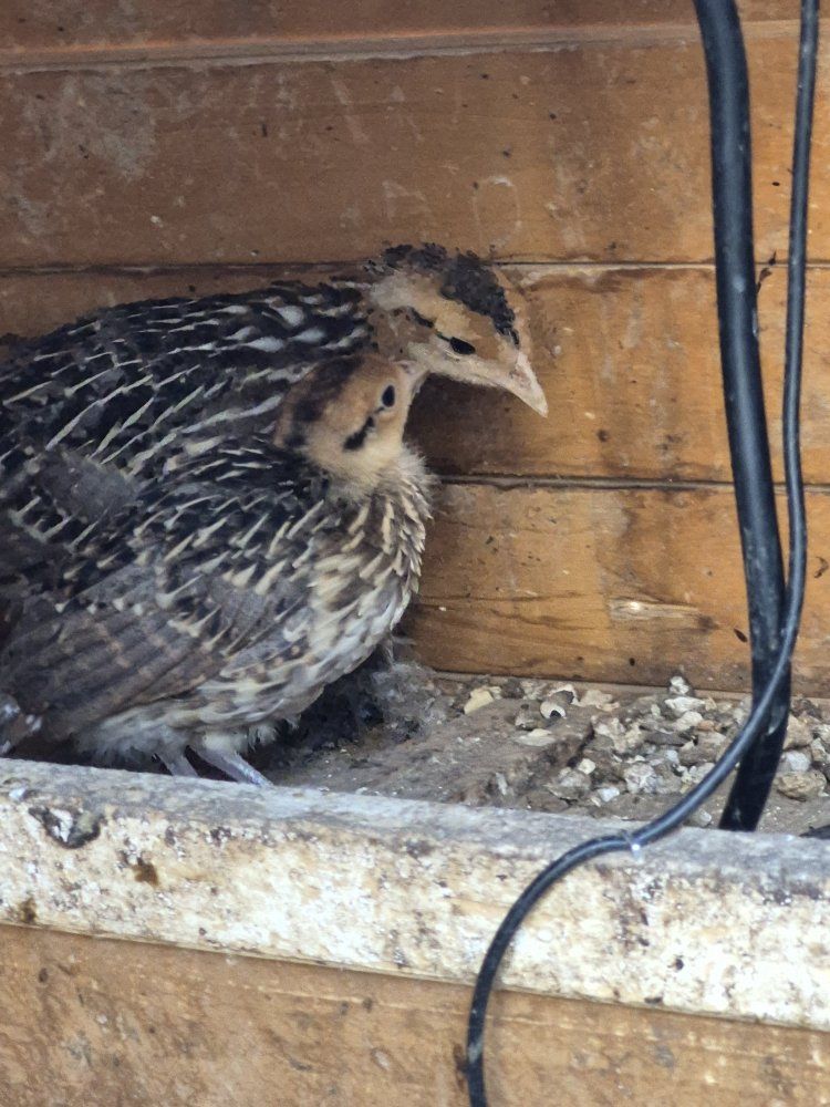 Reeve's Pheasant Chicks