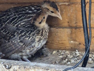 Reeve's Pheasant Chicks