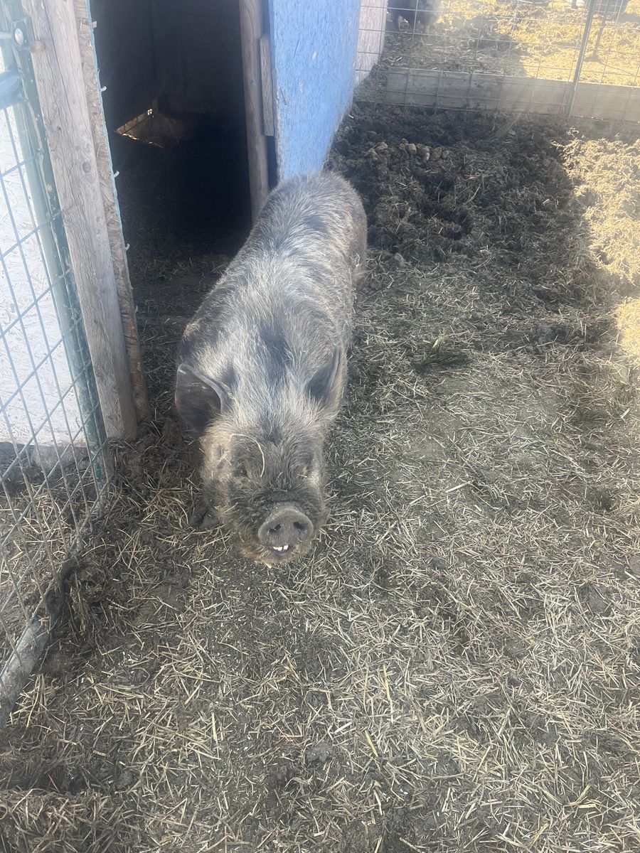 Kune Kune/pasture Pigs For Sale