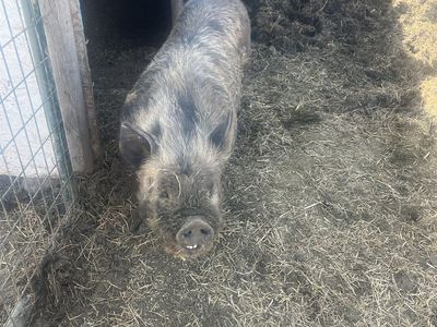 Kune Kune/pasture Pigs For Sale