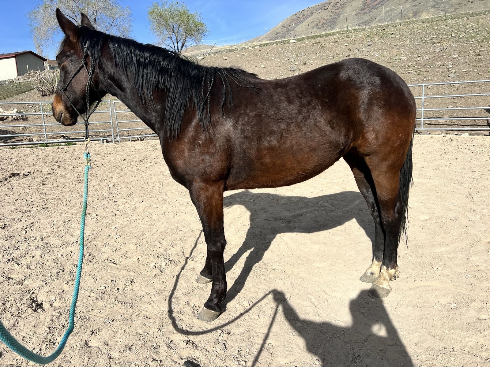 2 Year Old Bay Quarter Horse Filly