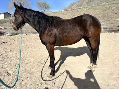 2 Year Old Bay Quarter Horse Filly