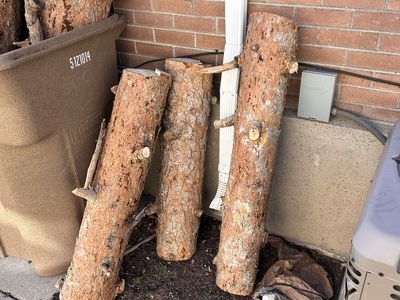 Free Wood