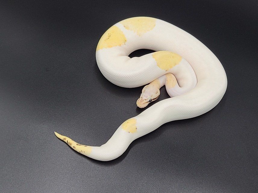 Vanilla Pied Pastel Fire Male