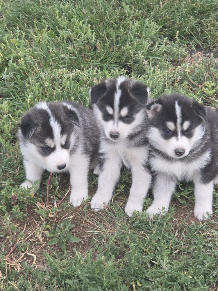 Purebred Siberian Husky Puppies