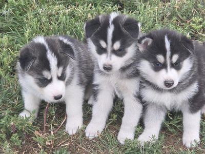 Purebred Siberian Husky Puppies