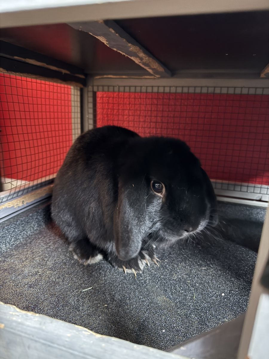 Holland Lop Male
