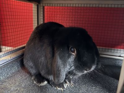 Holland Lop Male