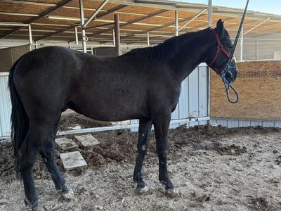 andalusian Colt