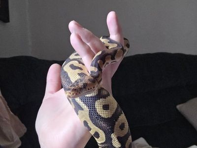 Ball python