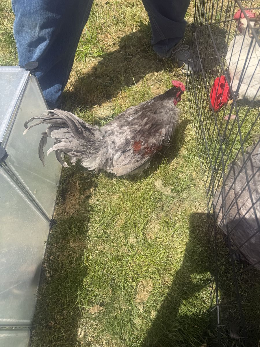 Rooster about 1 year old