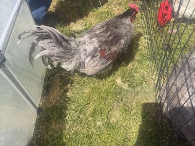 Rooster about 1 year old