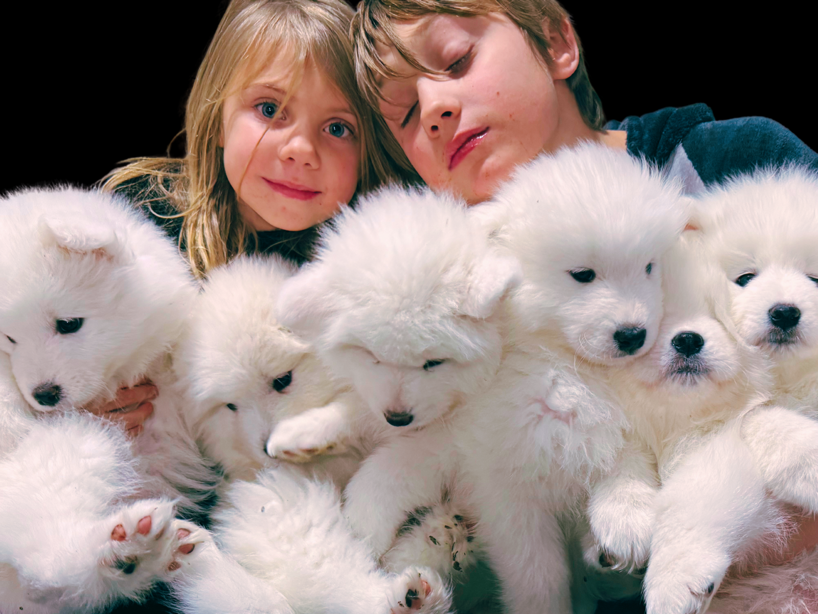 Purebred Champion SAMOYED Puppies - AKC Registered - 3 Boys, 3 Girls (NOT a doodle, lab, husky, or retriever)