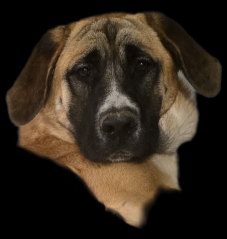 1 year old German Shepherd/Bull Mastiff