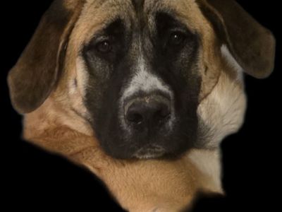 1 year old German Shepherd/Bull Mastiff