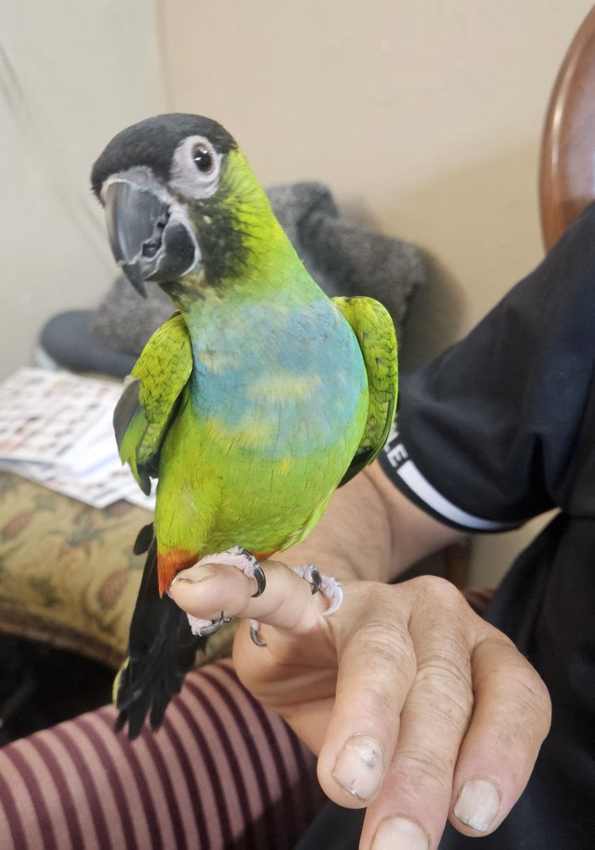 Nanday Conure Pair