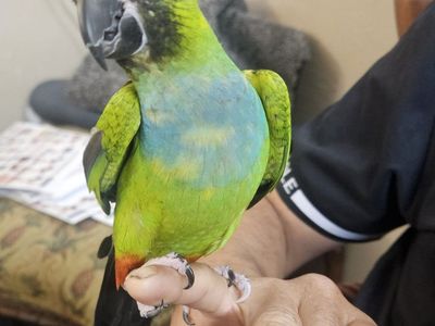Nanday Conure Pair