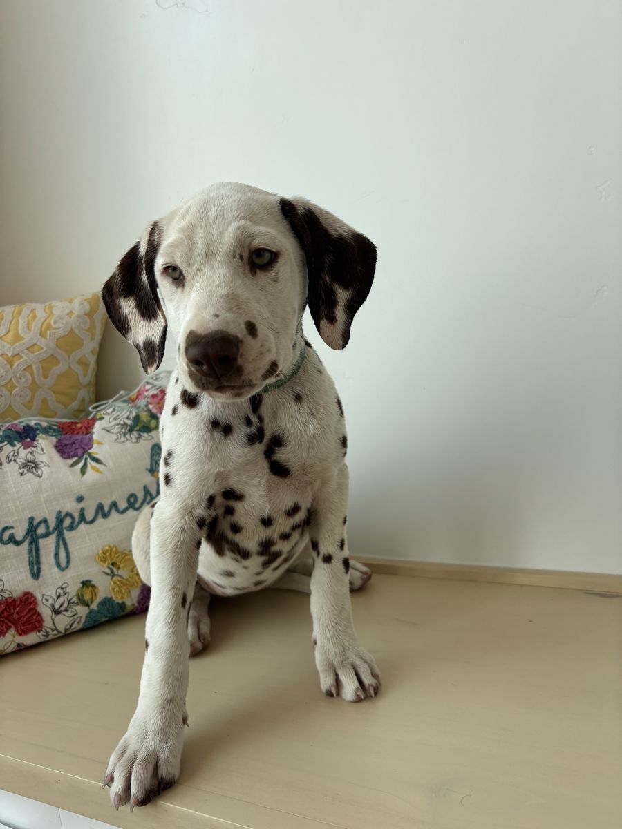 Dalmatian Puppy