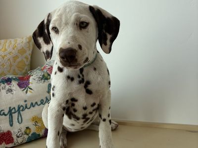 Dalmatian Puppy