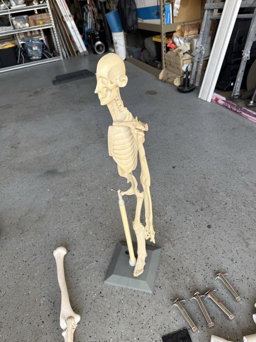 Anatomy in Clay Maniken and Classroom Learning Kit with Curriculum