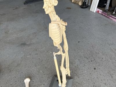 Anatomy in Clay Maniken and Classroom Learning Kit with Curriculum