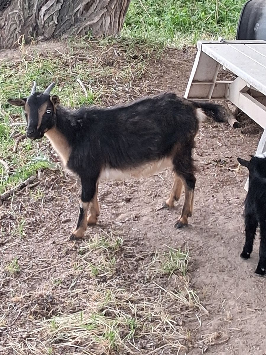 Nigerian dwarf