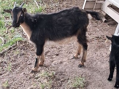 Nigerian dwarf
