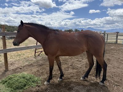 quarter Horse 4 year old filly