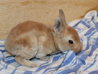 Reserve Your Easter Bunny! Meet Honey